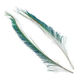 PEACOCK SWORD TAIL