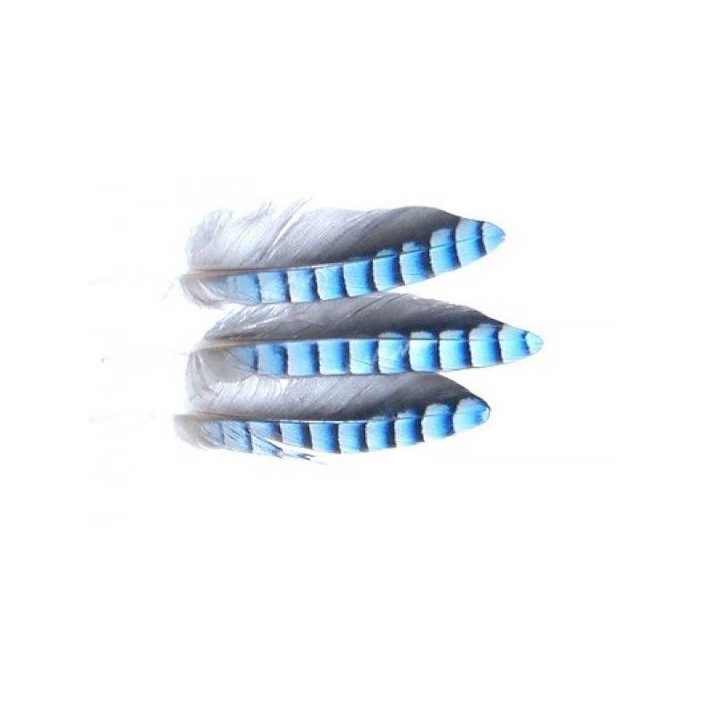 BLUE JAY WING HACKLES VENIARD - 1