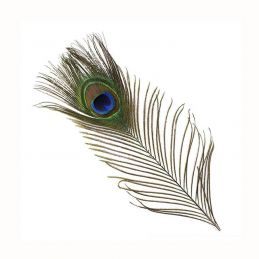 PEACOCK EYE VENIARD - 1