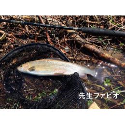 TENKARA LEVEL LINE 320 NISSIN - 2